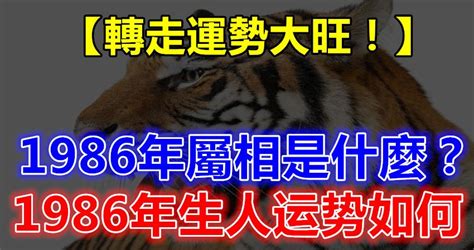 1986 屬虎|1986年生人運勢預測